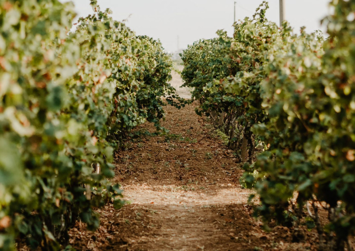 Tour enogastronomico in Vigna